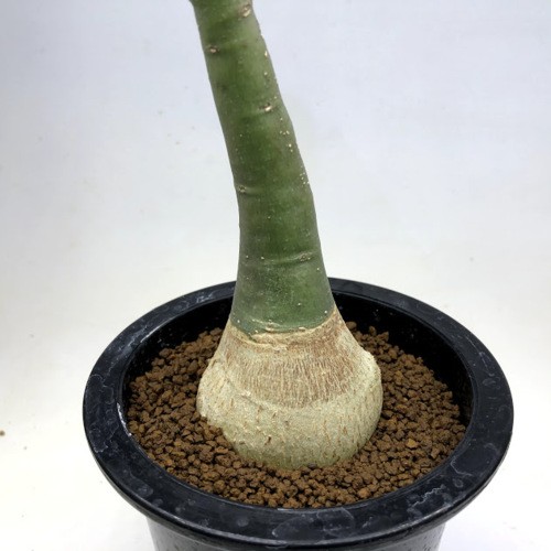 塊根植物：アデニア グラウカ*葉幅11cm 現品！一品限り : 遊恵盆栽