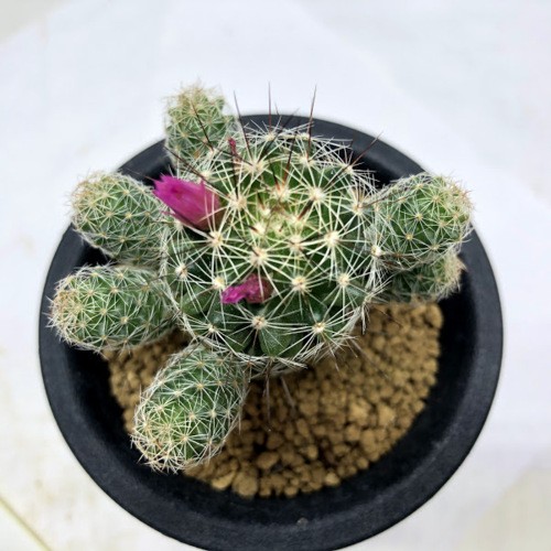 サボテン：マミラリア 赤花銀手毬*幅2.5cm : 遊恵盆栽 Yahoo!店