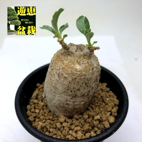 コーデックス：プテロディスクス スペシオーサス*塊根幅3cm 現品