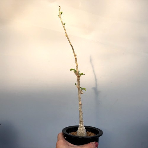 多肉植物：デンドロシキオス ソコトラーナ*塊幅3cm 現品！一品限り