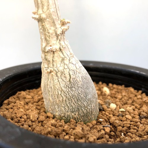 多肉植物：デンドロシキオス ソコトラーナ*塊幅3cm 現品！一品限り
