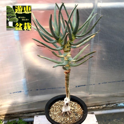 定価の50%OFF訳あり品！！葉先少し黄変あり・木化アロエ・ラモシッシマ6号鉢 定価の50%OFF訳あり品！！葉先少し黄変あり・木化アロエ