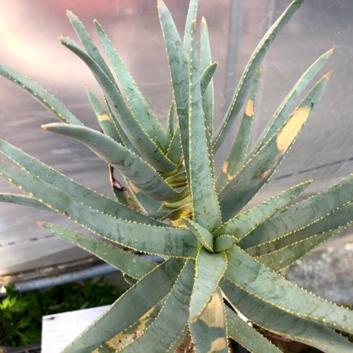 現品　アロエ　ラモシシマ　1番　根上がり　幹上がり　多肉植物　レア　観葉植物 現品 アロエ ラモシシマ 1番 根上がり 幹上がり 多肉植物 レア 観葉植物