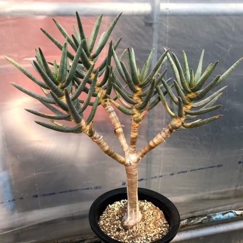 多肉植物：アロエ ラモシシマ*幅43cm 現品！一品限り ※葉に