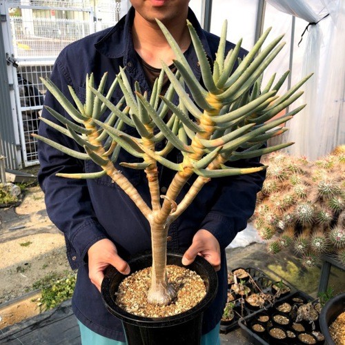 多肉植物：アロエ ラモシシマ*幅43cm 現品！一品限り ※葉に焼けあり