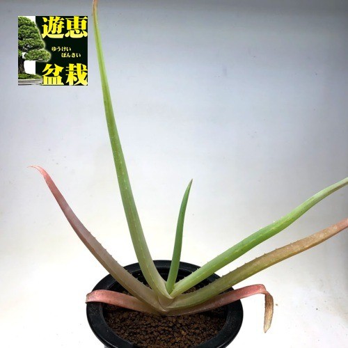 多肉植物：アロエ ムンチー*M 幅20cm : 遊恵盆栽 Yahoo!店 - 通販
