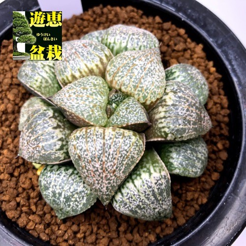 多肉植物：ハオルチア ピクタ*幅7ｃｍ 現品！一品限り : s9582v