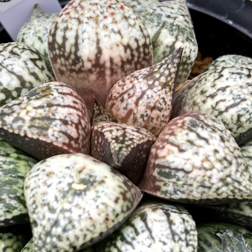 ピクタ銀河実生 黄金ノリ斑 多肉植物 ハオルチア アロエ 2025年最新