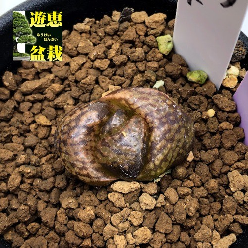 ハオルチア_ピクタ_モンスト_深海の女王 ハオルチア Haworthia picta モンスト 深海の女王 多肉植物 - メルカリ