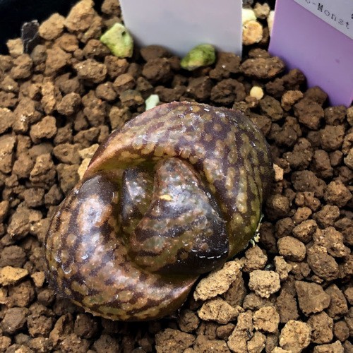 多肉植物：ハオルチア ピクタ モンスト*幅3cm 現品！一品限り
