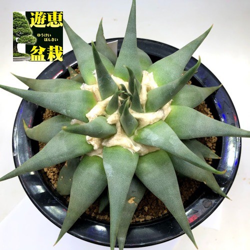 サボテン：アリオカルプス 三角牡丹 赤花*幅19cm 現品！一品限り ※下