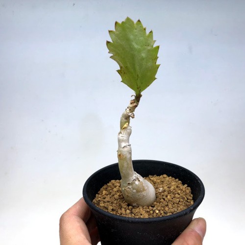 塊根植物：キフォステンマ ユッタエ 葡萄亀*塊幅2.5cm 現品 一品限り