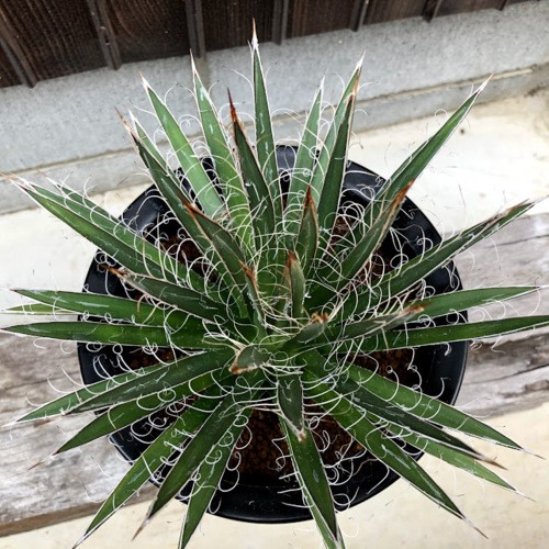 多肉植物：アガベ 滝の白糸*幅22cm 現品！一品限り : 遊恵盆栽 Yahoo