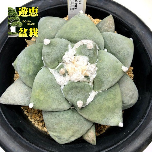 18・短葉系青磁牡丹・サボテン｜観葉植物