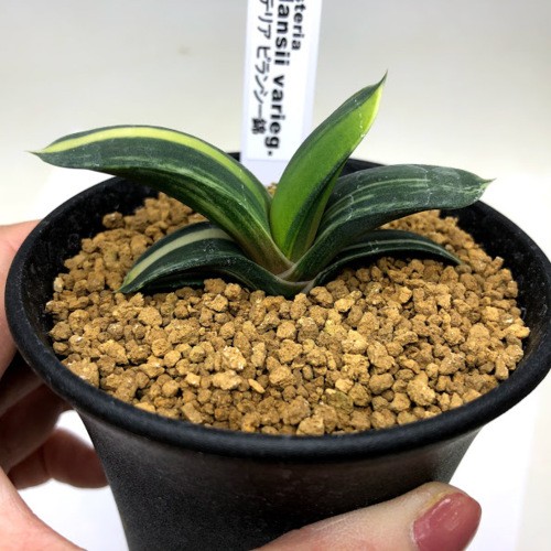 多肉植物：ガステリア ピランシー錦*幅7.5cm 現品！一品限り : 遊恵