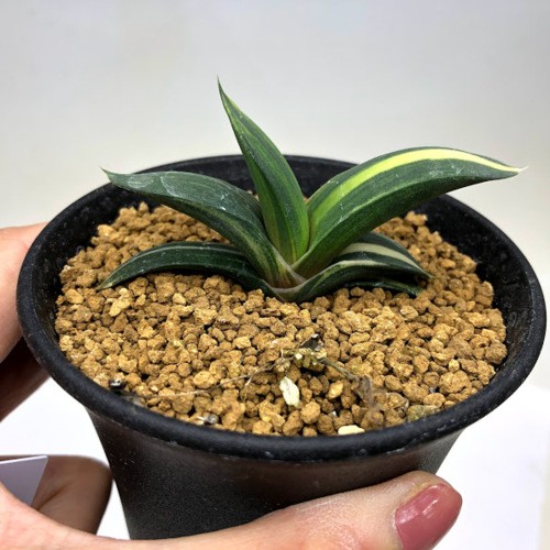 ガステリア・ピランシー×ルッジー錦(実生苗) ガステリア ピランシー錦 Gasteria pillansii 'Variegata