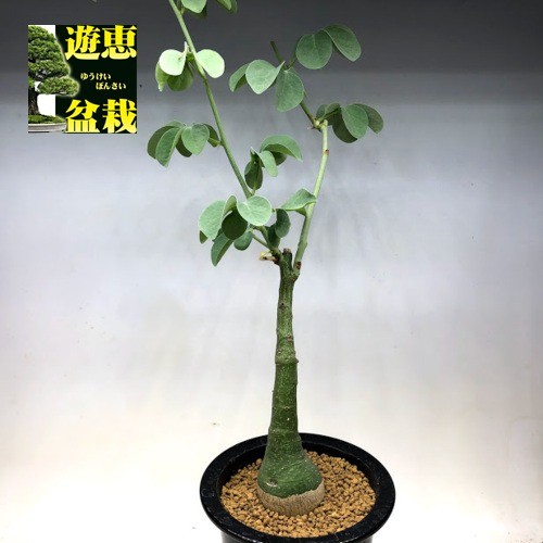 塊根植物：アデニア グラウカ*葉幅14cm 現品！一品限り : 遊恵盆栽