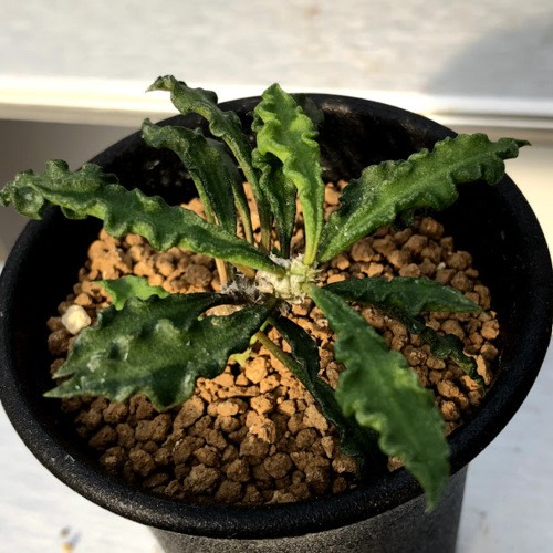 コーデックス：ユーフォルビア デカリー*S 葉幅7cm : 遊恵盆栽 Yahoo