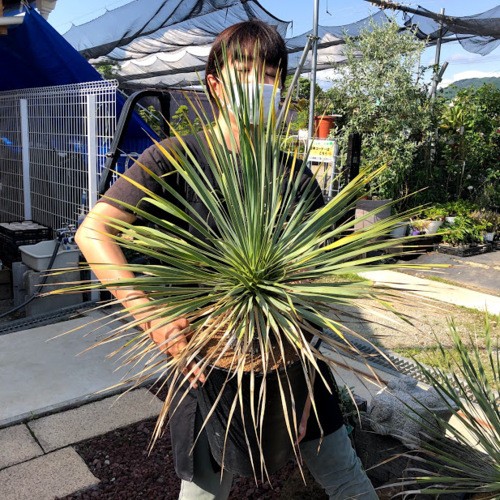ユッカ ロストラータ幹太　多肉植物 ユッカ・ロストラータ – Surreal Succulents
