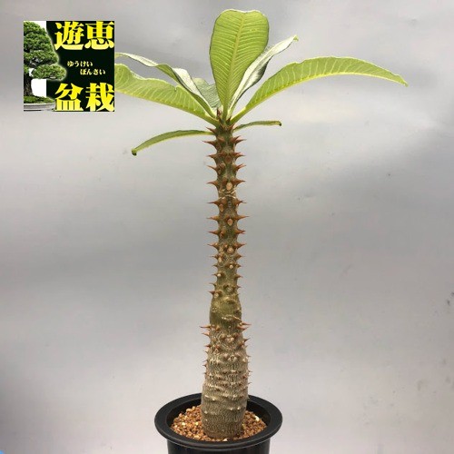 パキポディウム バロニー / キョウチクトウ科 コーデックス 多肉 塊根 レア s9724v.jpg
