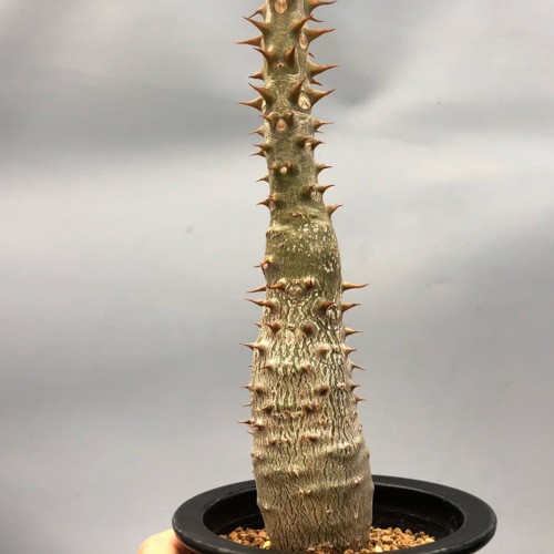 コーデックス：パキポディウム バロニー*塊根幅4cm : 遊恵盆栽 Yahoo