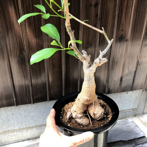 現品　バオバブの木　バオバブ　アダンソニア　ディギタータ　輸入株　ドライガーデン Amazon.co.jp: 現品 バオバブの木 バオバブ 輸入株 ドライ