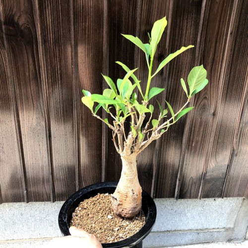アフリカバオバブ アダンソニア ディギタータ *葉幅20cm 現品
