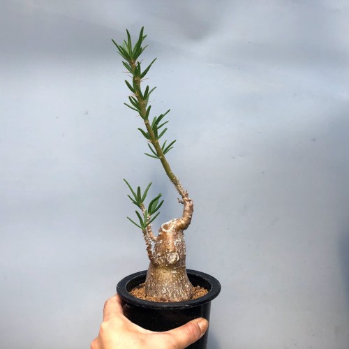 コーデックス：パキポディウム サキュレンタム 天馬空*塊根幅5cm