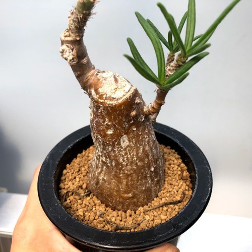 コーデックス：パキポディウム サキュレンタム 天馬空*塊根幅5cm
