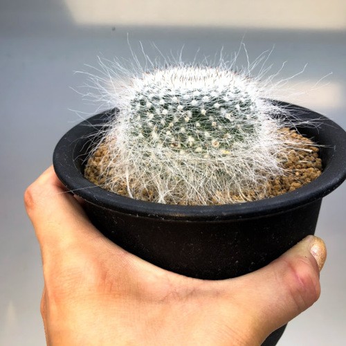 多肉植物　マミラリア　玉翁丸　抜き苗 マミラリア・玉翁【観葉植物 サボテン 多肉植物 インテリア グリーン