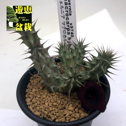 多肉植物：ガガイモ フェルニア マクロカルパhyb.*幅5cm : s9740v : 遊恵盆栽 Yahoo!店 - 通販 - Yahoo!ショッピング