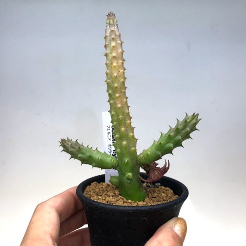 多肉植物：ガガイモ フェルニア オクラータhyb.*幅6cm : s9741v : 遊恵盆栽 Yahoo!店 - 通販 - Yahoo!ショッピング