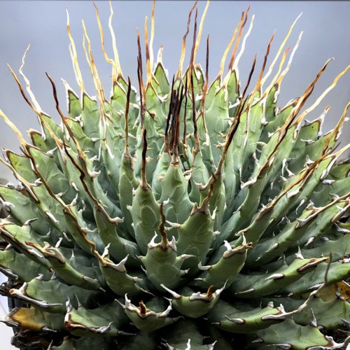 多肉植物：アガベ ユタエンシス*幅26cm 現品！一品限り ※未発根株