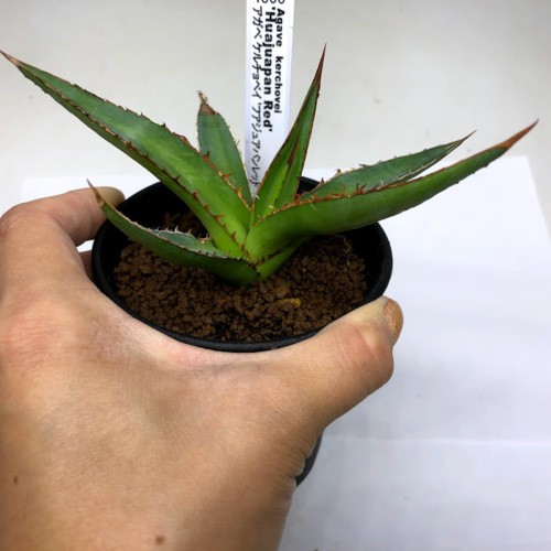 多肉植物：アガベ ケルチョベイ 'フアジュアパンレッド' *幅13ｃｍ : s9805v : 遊恵盆栽 Yahoo!店 - 通販 -  Yahoo!ショッピング