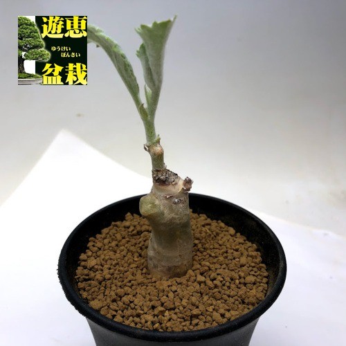 塊根植物：キフォステンマ　セイチアナ*塊幅2ｃｍ　現品　一品限り