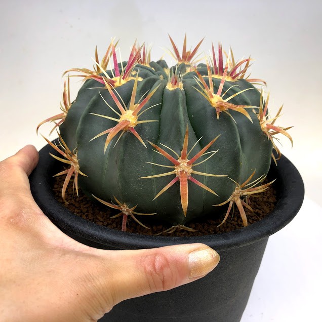サボテン：フェロカクタス 日の出丸*幅13.5cm 現品！一品限り : 遊恵