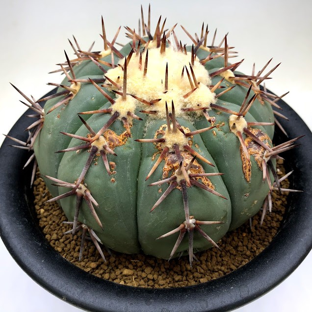 太平丸　エキノカクタス　サボテン Echinocactus horizonthalonius【エキノカクタス・太平丸・実生
