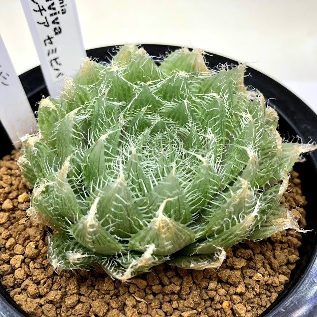 多肉植物：ハオルチア セミセバ*幅7cm : 遊恵盆栽 Yahoo!店 - 通販