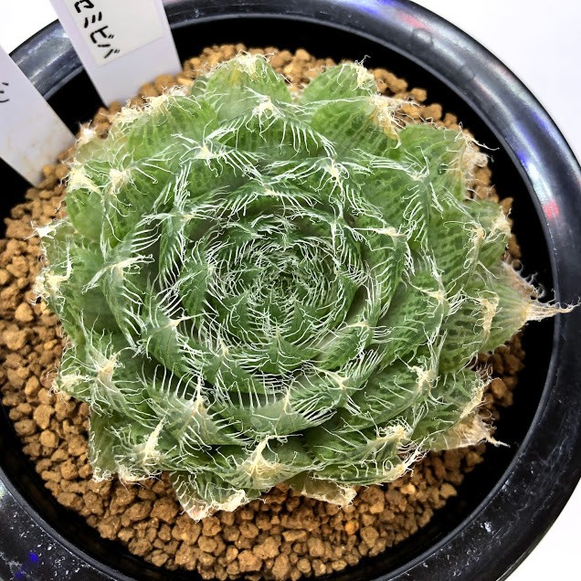多肉植物：ハオルチア セミセバ*幅7cm : 遊恵盆栽 Yahoo!店 - 通販