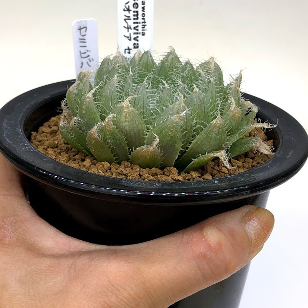 多肉植物：ハオルチア セミセバ*幅7cm : 遊恵盆栽 Yahoo!店 - 通販