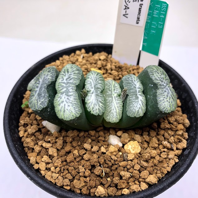 多肉植物：ハオルチア 玉扇白玉×玉扇ニシ氏A-V*幅6cm 現品！一品