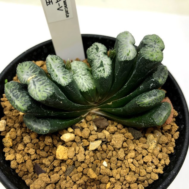 多肉植物：ハオルチア 玉扇ニシ氏Ａ-Ｖ×玉扇白玉*幅6ｃｍ 現品！一品限り : s9867v : 遊恵盆栽 Yahoo!店 - 通販 -  Yahoo!ショッピング