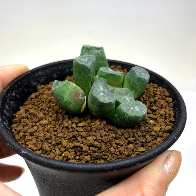 多肉植物：ハオルチア 万象 塚原氏カキコ*幅5cm 現品！一品限り