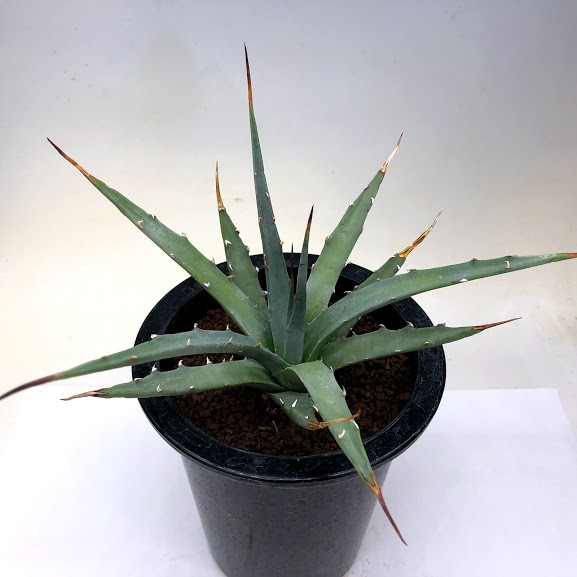 稀少 アガベ ネバデンシス×BB 子株 青磁炉藍球 agave hybrid （検