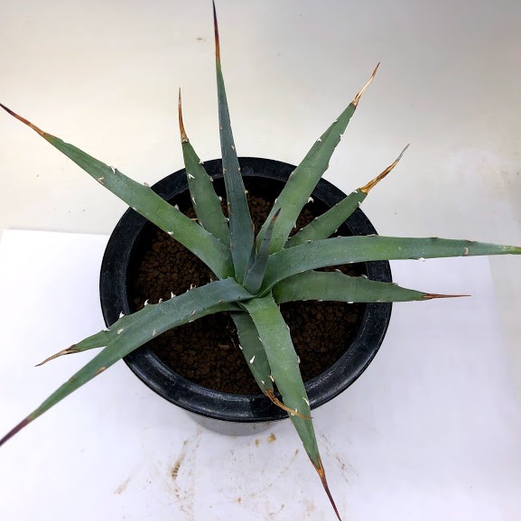 多肉植物：アガベ ユタエンシス ネバデンシス 青磁炉*幅17cm 現品