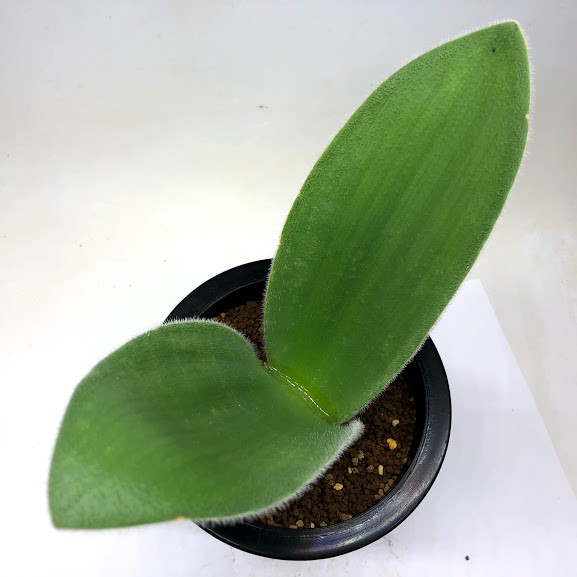球根植物： ハエマンサス ヒルスタス*葉幅19cm 現品！一品限り : 遊恵
