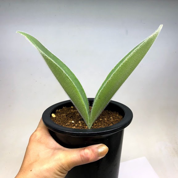球根植物： ハエマンサス ヒルスタス*葉幅19cm 現品！一品限り : 遊恵