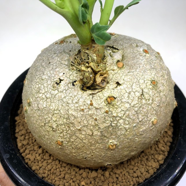 コーデックス：ヤトロファ 錦珊瑚（にしきさんご）*塊根幅9.5cm 現品