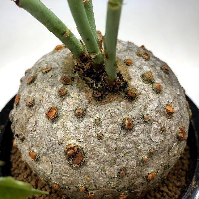 コーデックス：ヤトロファ 錦珊瑚（にしきさんご）*塊根幅9.5cm 現品