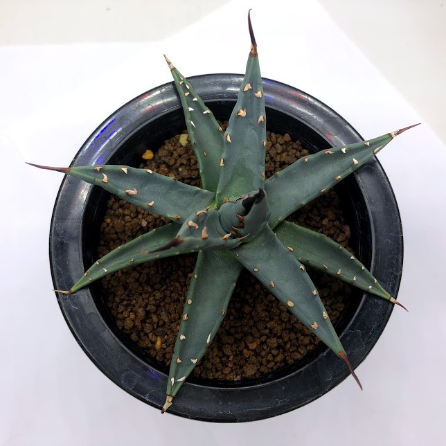 多肉植物：アガベ ユタエンシス カイバベンシス*幅11cm 現品！一品